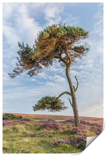Lonesome Pine Print by Dave Rowlatt