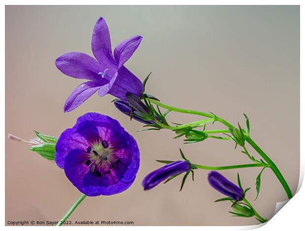 Purple flower Print by Ron Sayer