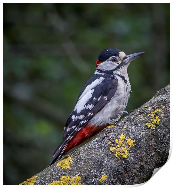  Great Spotted Woodpecker Print by Ron Sayer
