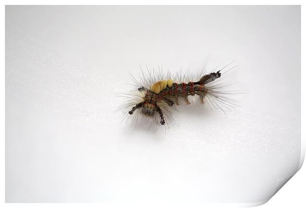  Western Tussock Moth Caterpillar Print by Ron Sayer