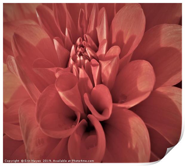 Downtown Dahlia Print by Erin Hayes