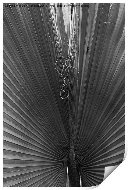  Palm Leaf, Jardin Marjorelle, Marrakech Print by Jan Hofheiz