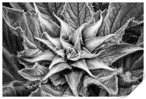 Sunflower Plant Print by Mark Godden