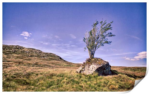  Highland Tree Print by Mark Godden