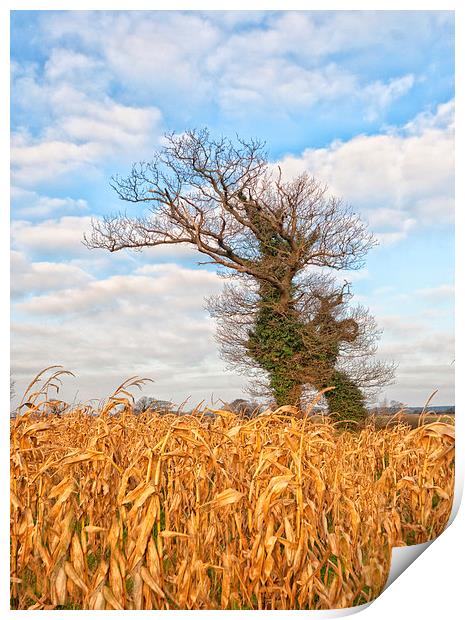 Windswept trees in Norfolk.  Print by Mark Godden
