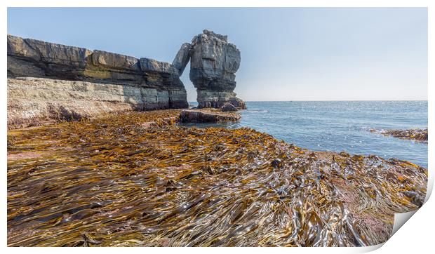 Seaweed. Print by Mark Godden