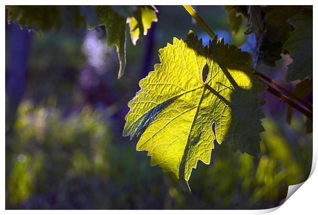  Evening Vine Leaf Print by Graham Thomas