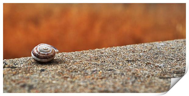  Snail Shell Print by Matt Hill