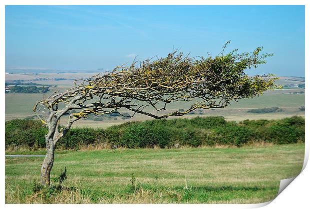  Windswept Tree Print by David Brotherton