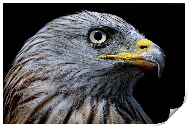  Red Kite Portrait Print by David Brotherton