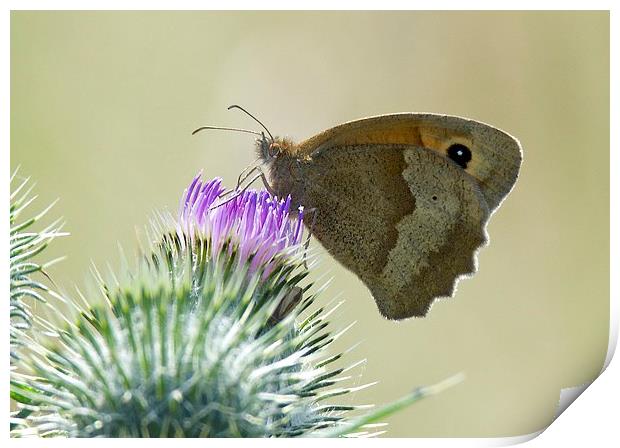 Small Heath Butterfly Print by David Brotherton
