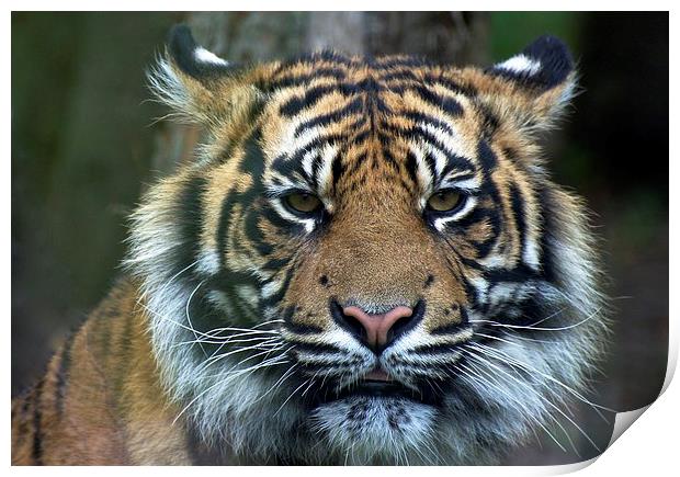 Eye Of The Tiger Print by David Brotherton