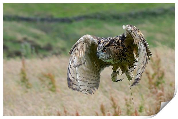  Eagle Owl Flight Print by David Brotherton