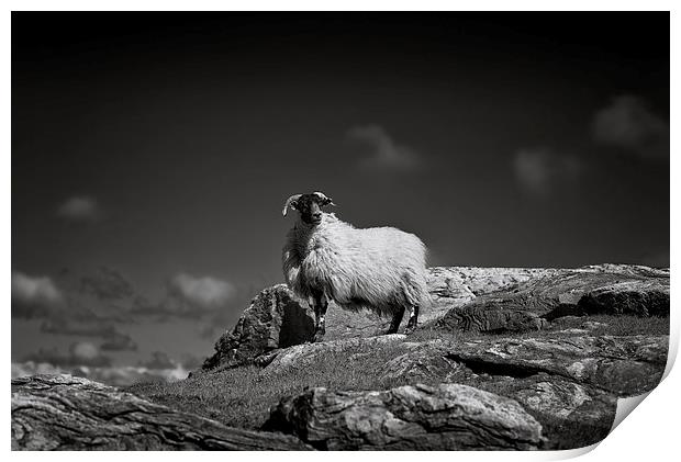  Isle of Harris sheep Print by Scott Robertson