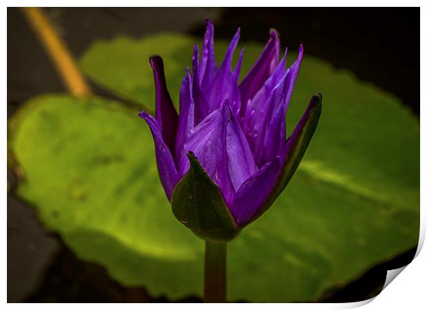  Striking Purple Water Lilly Print by scott innes