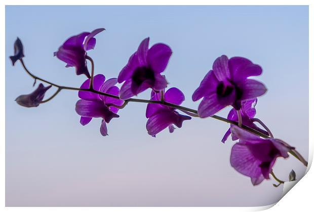  Orchids Print by scott innes
