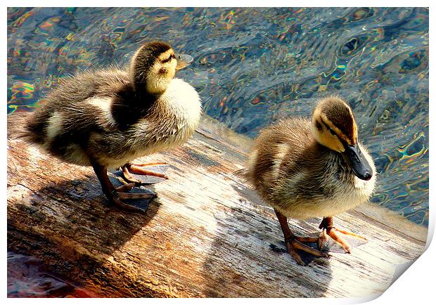  Two little ducks went swimming one day. Print by Judith Lightfoot