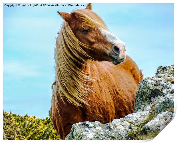  Wild Horse Print by Judith Lightfoot