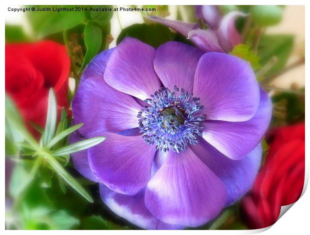  Anemone Print by Judith Lightfoot