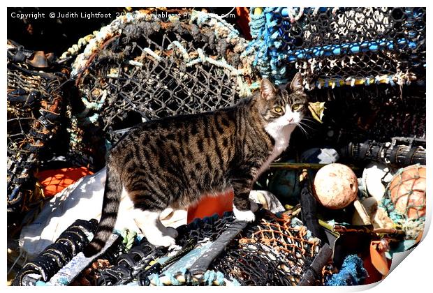 CAT AMONGST THE LOBSTER POTS Print by Judith Lightfoot