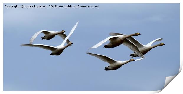 WHOOPER SWANS IN FLIGHT Print by Judith Lightfoot