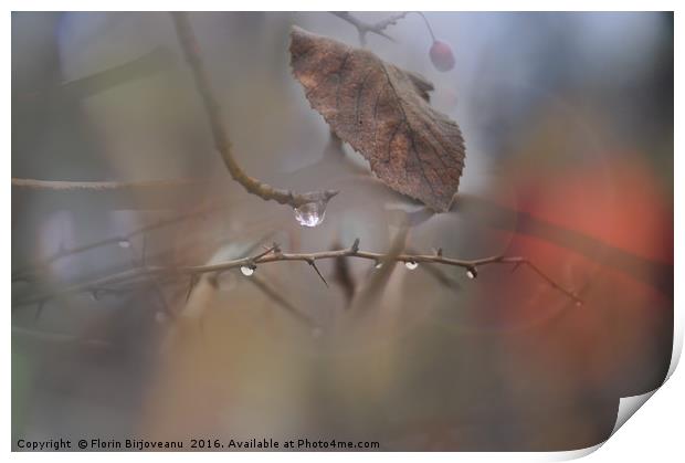 Drops Print by Florin Birjoveanu