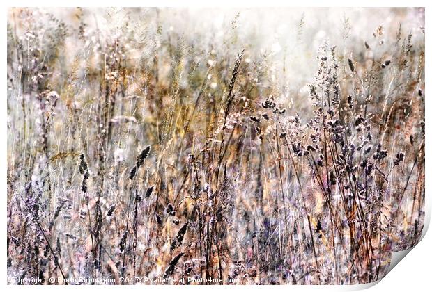 Grasses In The Afternoon Print by Florin Birjoveanu