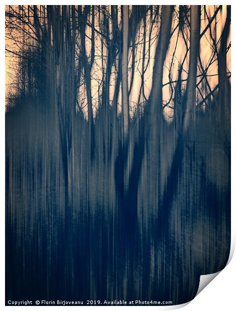 Tinted Woods Bw Print by Florin Birjoveanu