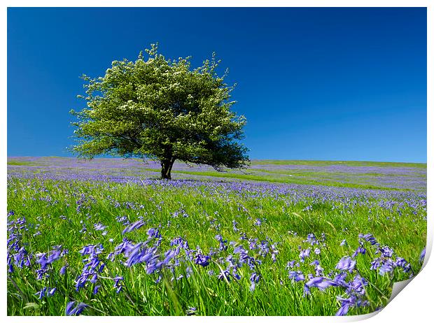 Springtime Blue Print by Richard Taylor
