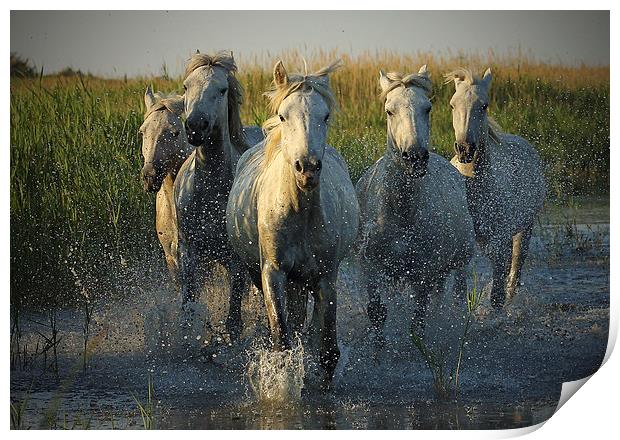 White horses running through water - camargue Print by John Akar
