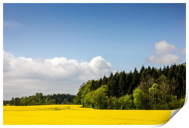 Rape Seed Field and Forest Print by Patrycja Polechonska