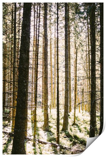Sunlit Forest Print by Patrycja Polechonska