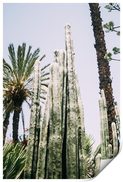 Cactus and Palm Trees Print by Patrycja Polechonska