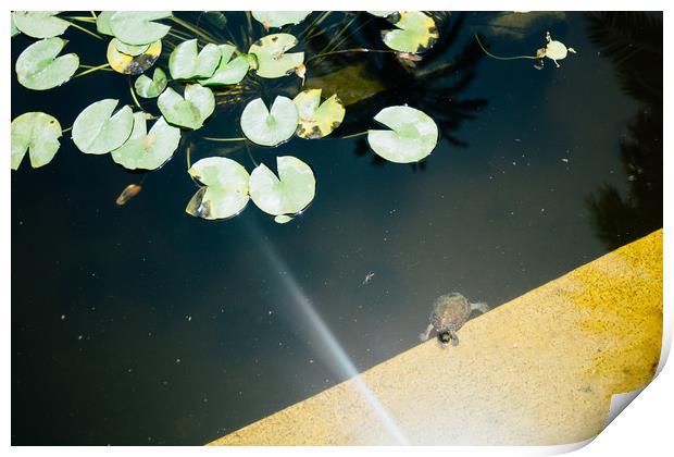 Turtle in Pond Print by Patrycja Polechonska