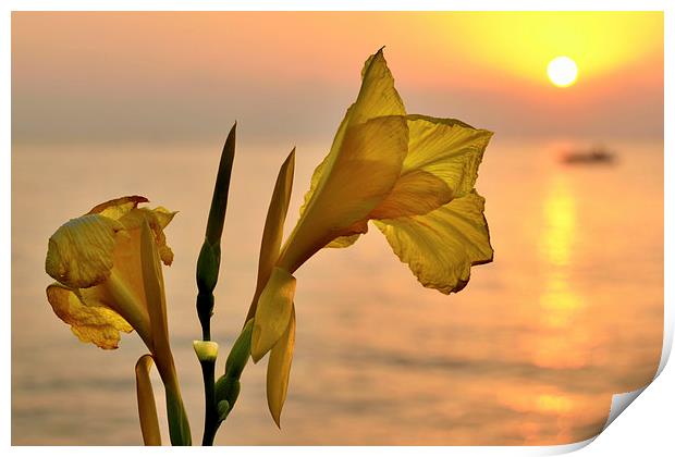  Wild Iris sunset Print by shawn bullock