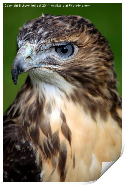  red-tailed hawk Print by shawn bullock