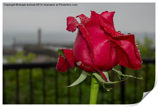 Red Rose at Whitby  Print by shawn bullock