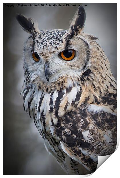  Eagle owl Print by shawn bullock