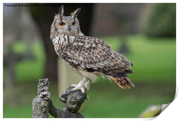  Eagle owl Print by shawn bullock