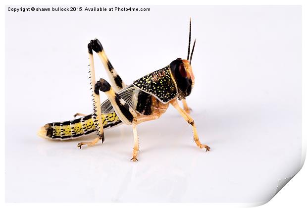  Desert Locust Print by shawn bullock