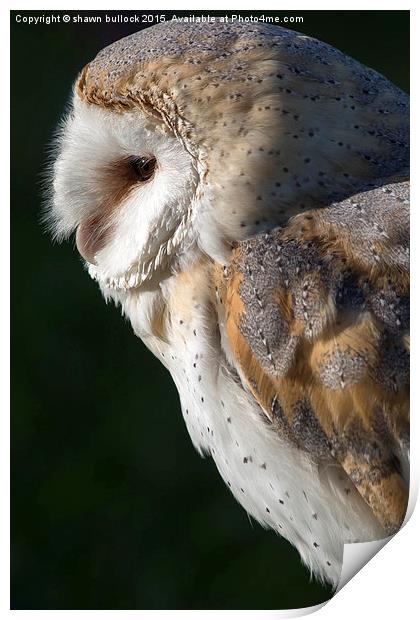   The barn owl Print by shawn bullock