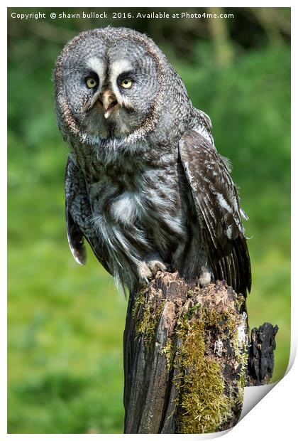 great grey owl Print by shawn bullock