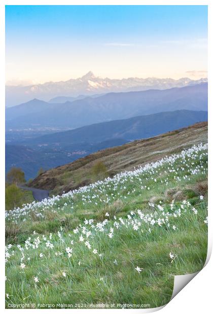 Daffodils Hill Monviso in the background Print by Fabrizio Malisan