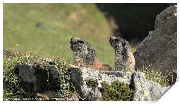 Marmots Wildlife Alps Italy Print by Fabrizio Malisan