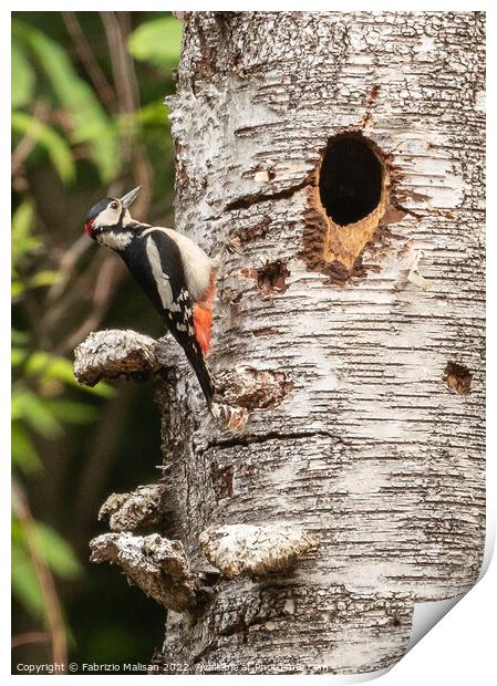Woodpecker on a birch tree Print by Fabrizio Malisan