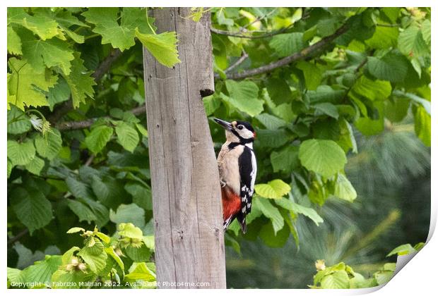 Wooodpecker bird climbs fence post Print by Fabrizio Malisan