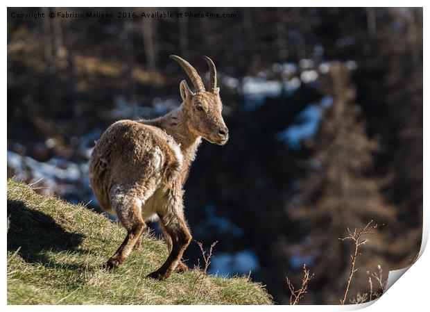 Ibex on the Mountains Print by Fabrizio Malisan