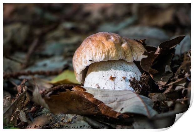 Porcini mushroom in the woods Print by Fabrizio Malisan