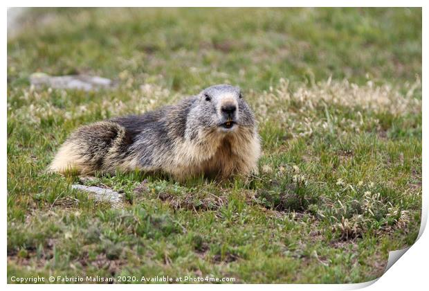 Gran Paradiso National Park Marmotta Marmot Marmot Print by Fabrizio Malisan