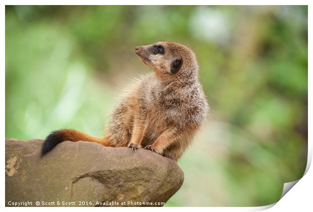 Meerkat Print by Scott & Scott